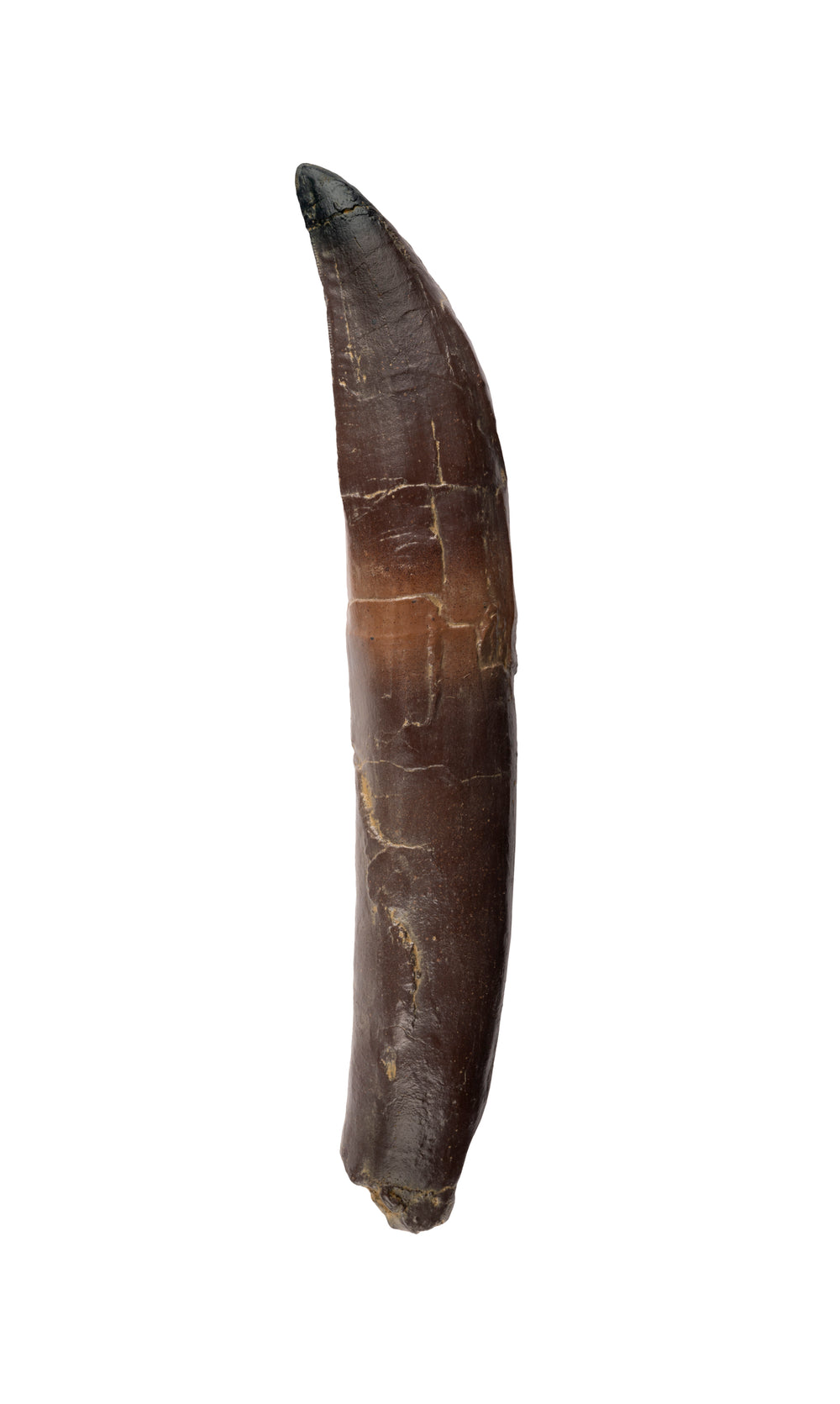 Trex_Tooth_Large_bedad263-3142-41b6-9a40-95978bc07487